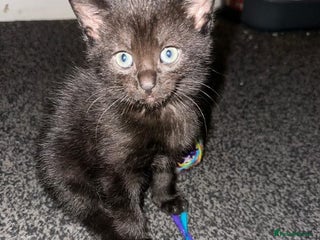 Mixed Breed cats - Advert 1