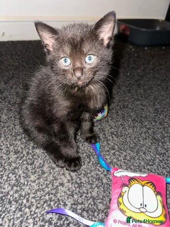 Mixed Breed cats - Advert 1