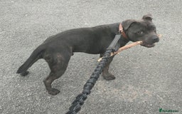 Staffordshire Bull Terrier dogs for stud: 🥇 KC Stafford Stud – Elite Line, Loving Nature - Image 8