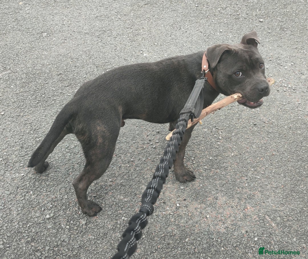 Staffordshire Bull Terrier dogs for stud: 🥇 KC Stafford Stud – Elite Line, Loving Nature - Image 8