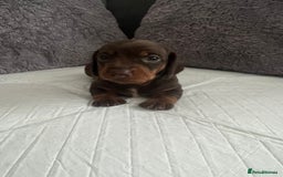Miniature Dachshund dogs for sale: Miniature Dachshund Puppies  - Image 4