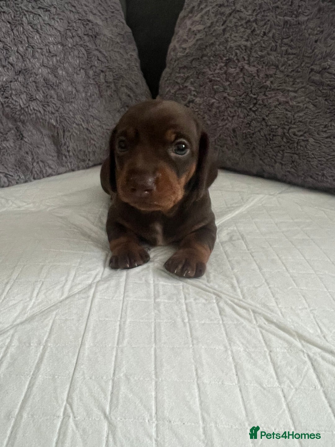 Miniature Dachshund dogs for sale: Miniature Dachshund Puppies  - Image 4