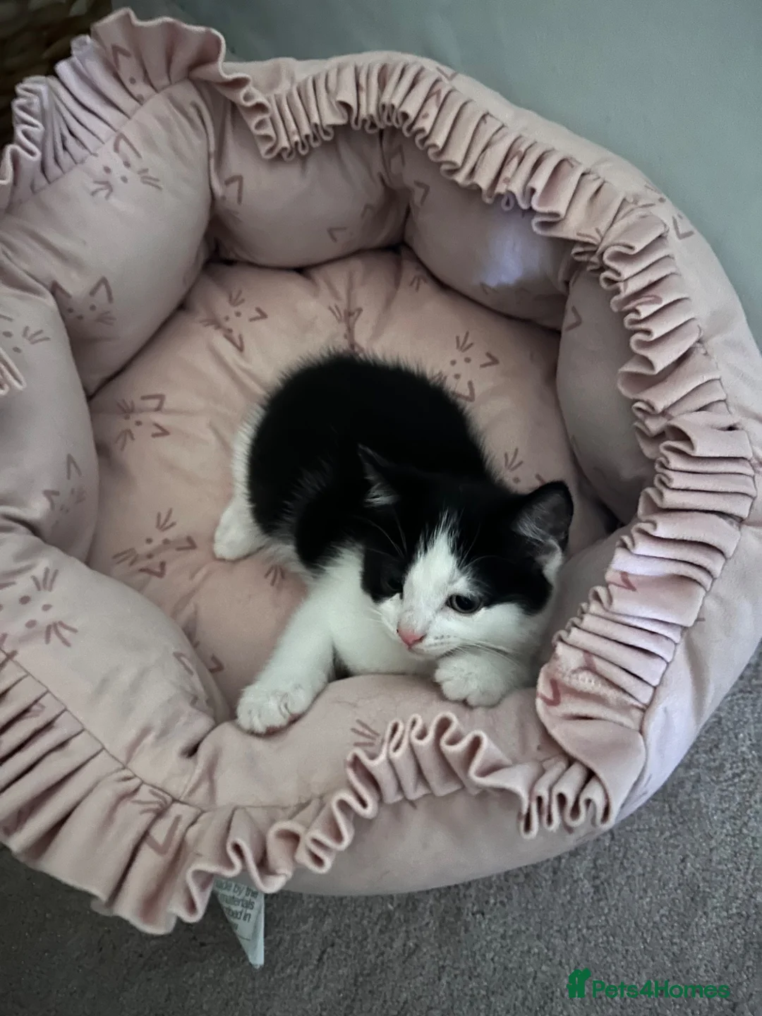 Mixed Breed cats for sale: Mixed cow-cat x maine coon in Cambridge - Advert 11