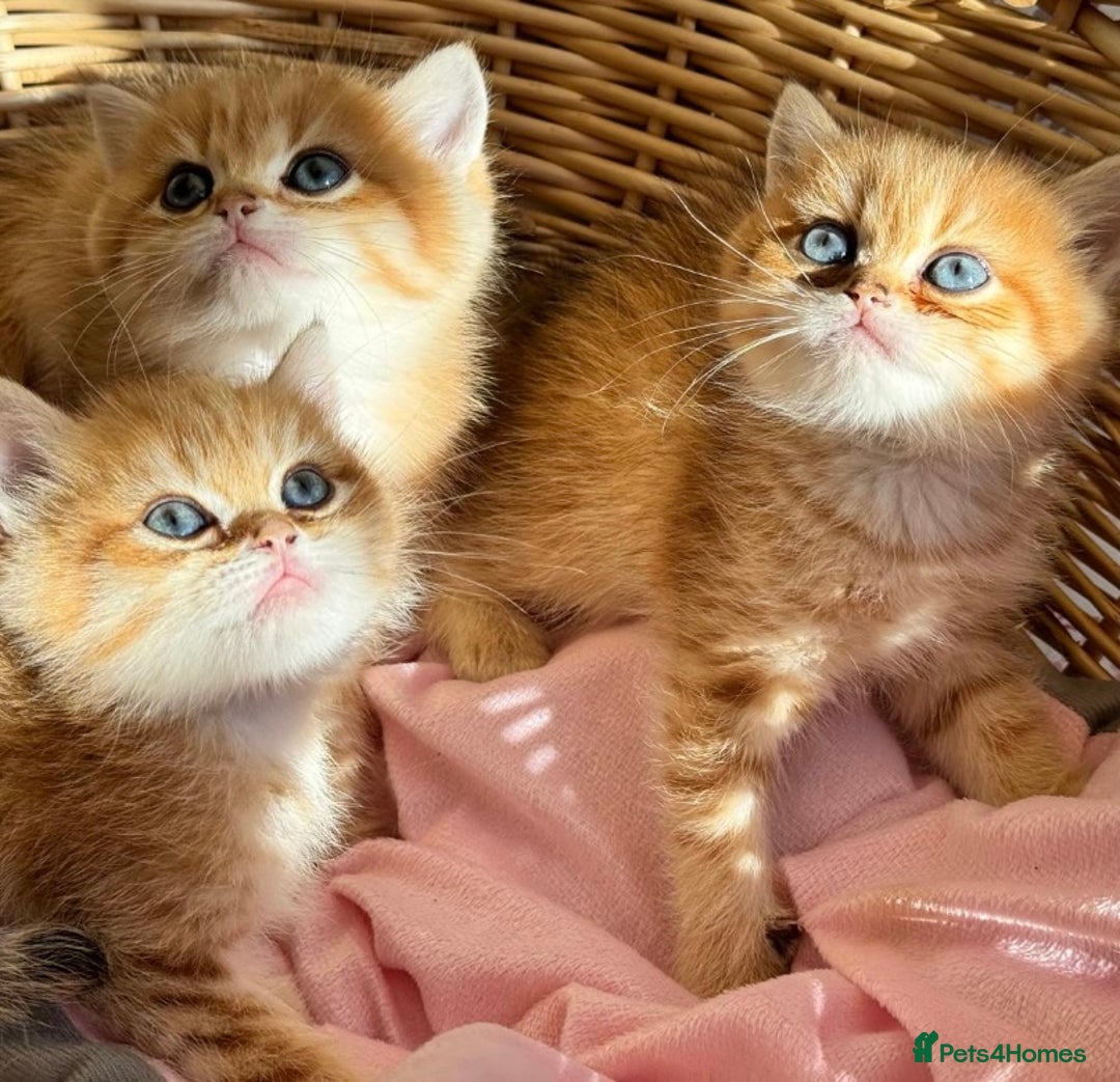 British Shorthair cats for sale:  GCCF champion lines Ny12  Bsh golden chinchilla  - Advert 18