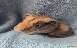 Guinea Pig rodents for sale: Baby Guinea Pigs – Ready to Reserve - Image 1