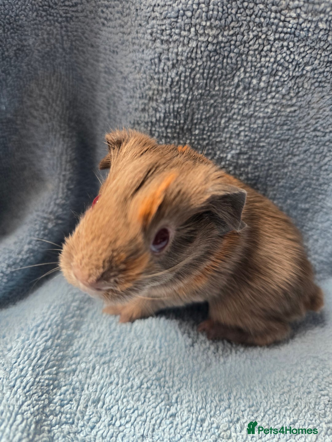 Guinea Pig rodents for sale: Baby Guinea Pigs – Ready to Reserve - Image 1