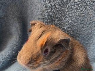 Guinea Pig rodents - Advert 38