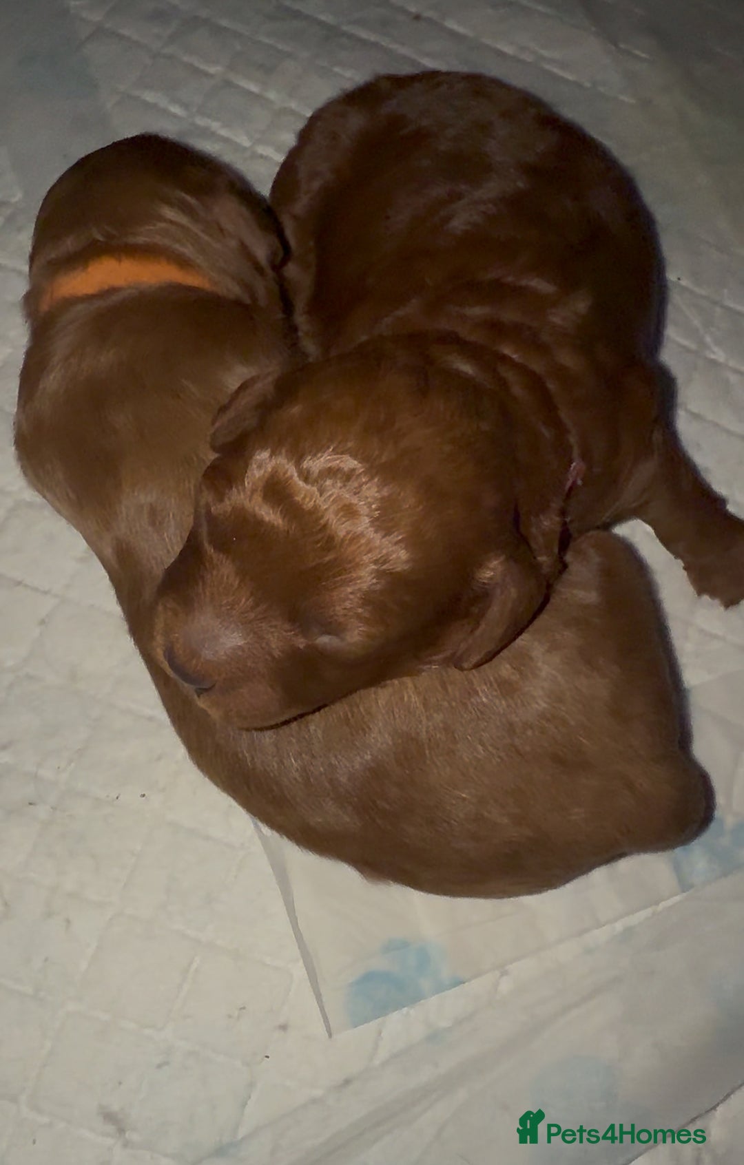 Cockapoo dogs for sale: Championship bloodline F1B toy Cockapoos  - Advert 14