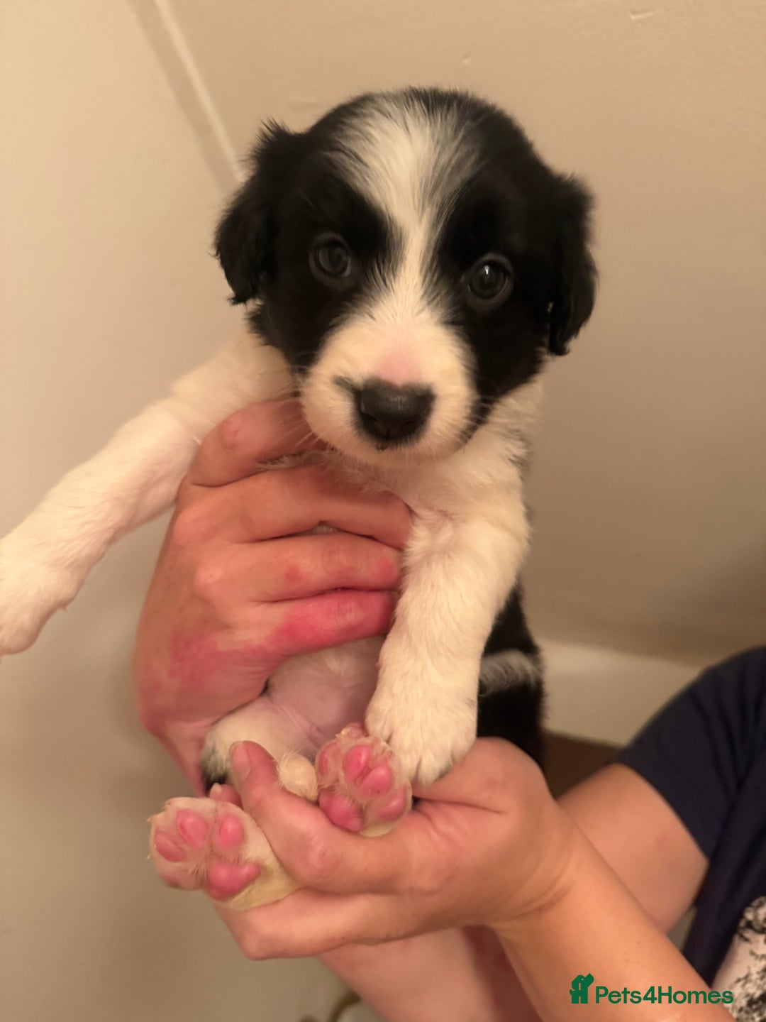 Border Collie dogs for sale: Border collie pups - Image 16