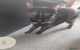 Mixed Breed cats for sale: Kitten ready to leave - Image 5