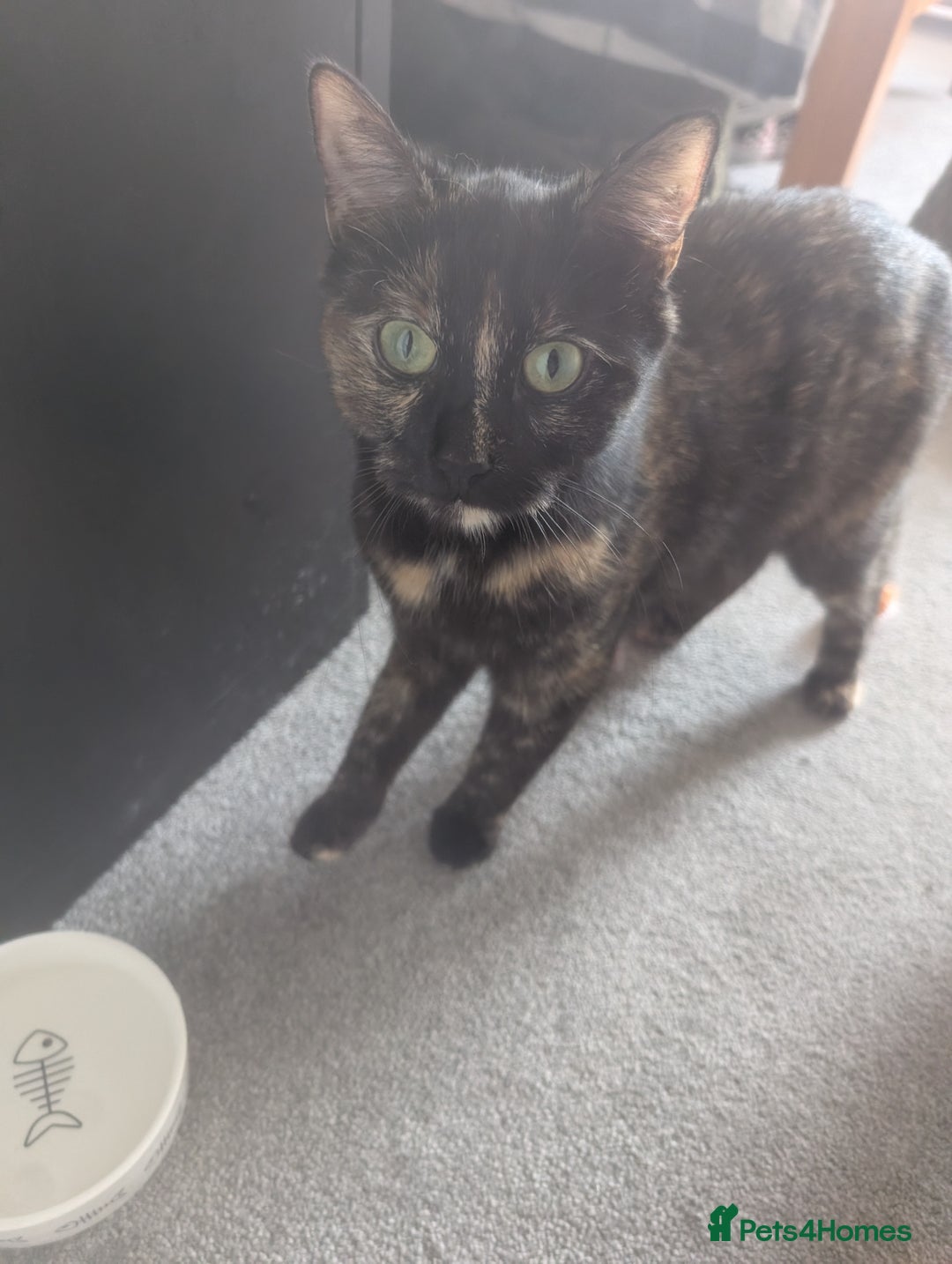Mixed Breed cats for sale: Kitten ready to leave - Image 5