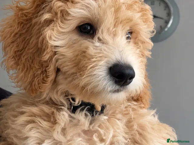 Mini Goldendoodle dogs for sale: F1B Mini Goldendoodle Boy- REDUCED PRICE 🐶 - Advert 1