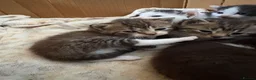 British Shorthair cats for sale: Five gorgeous soft kittens  - Advert 28