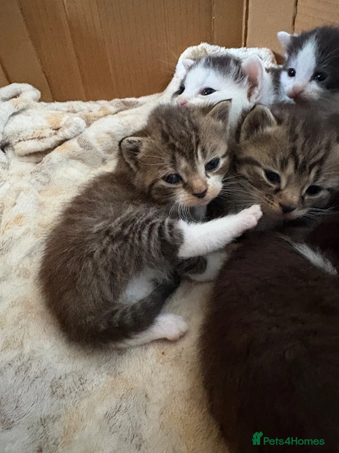 British Shorthair cats for sale: Five gorgeous soft kittens  - Advert 28