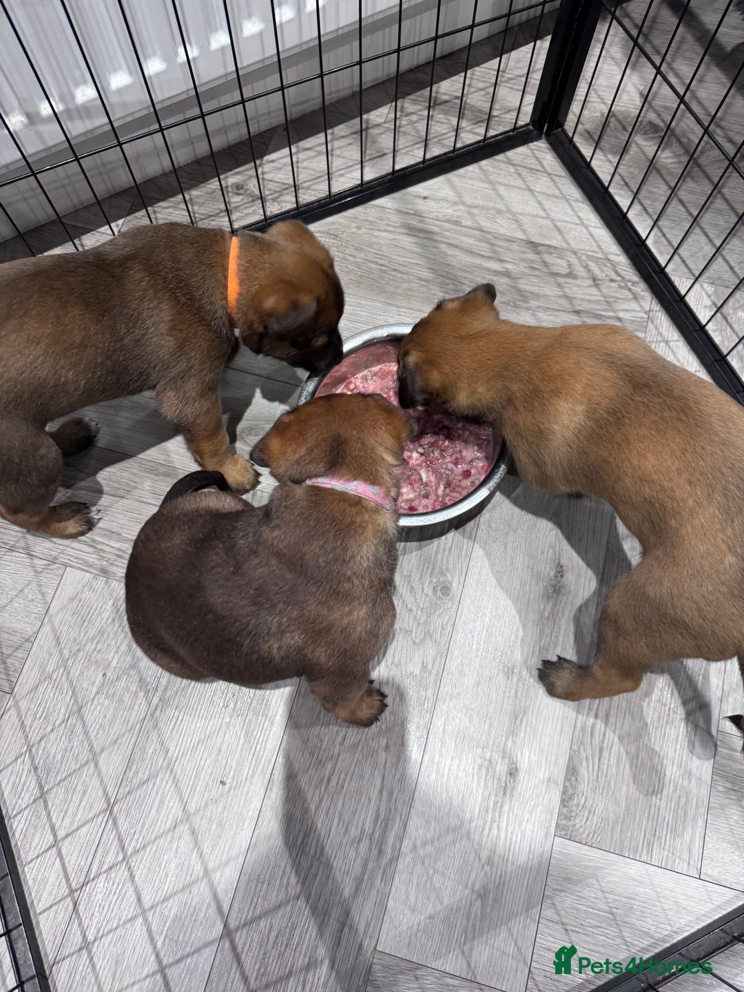 Belgian Shepherd Dog dogs for sale: Belgian Malinois Puppies - Advert 16