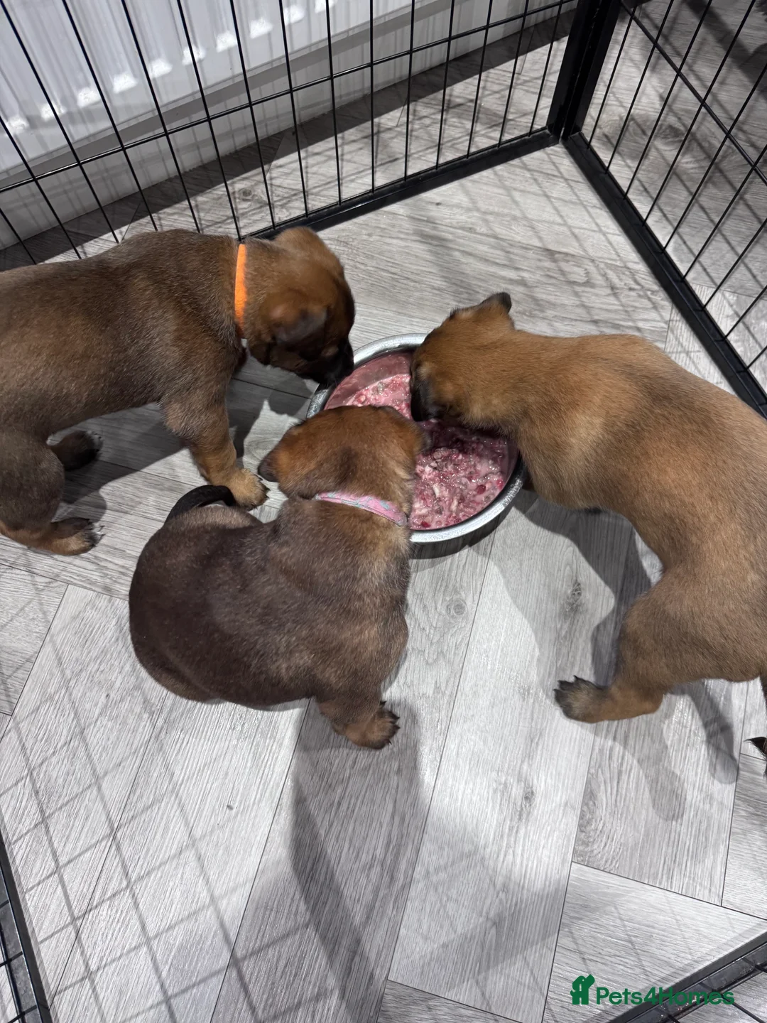 Belgian Shepherd Dog dogs for sale: Belgian Malinois Puppies - Advert 17