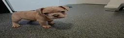 French Bulldog dogs for sale: 4 French Bulldogs for sale in Crawley - Advert 4