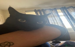 British Shorthair cats for sale: Female  - Image 2