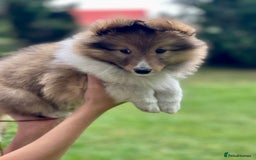 Shetland Sheepdog dogs for sale: Shetland Sheepdog/Sheltie puppy - Image 5