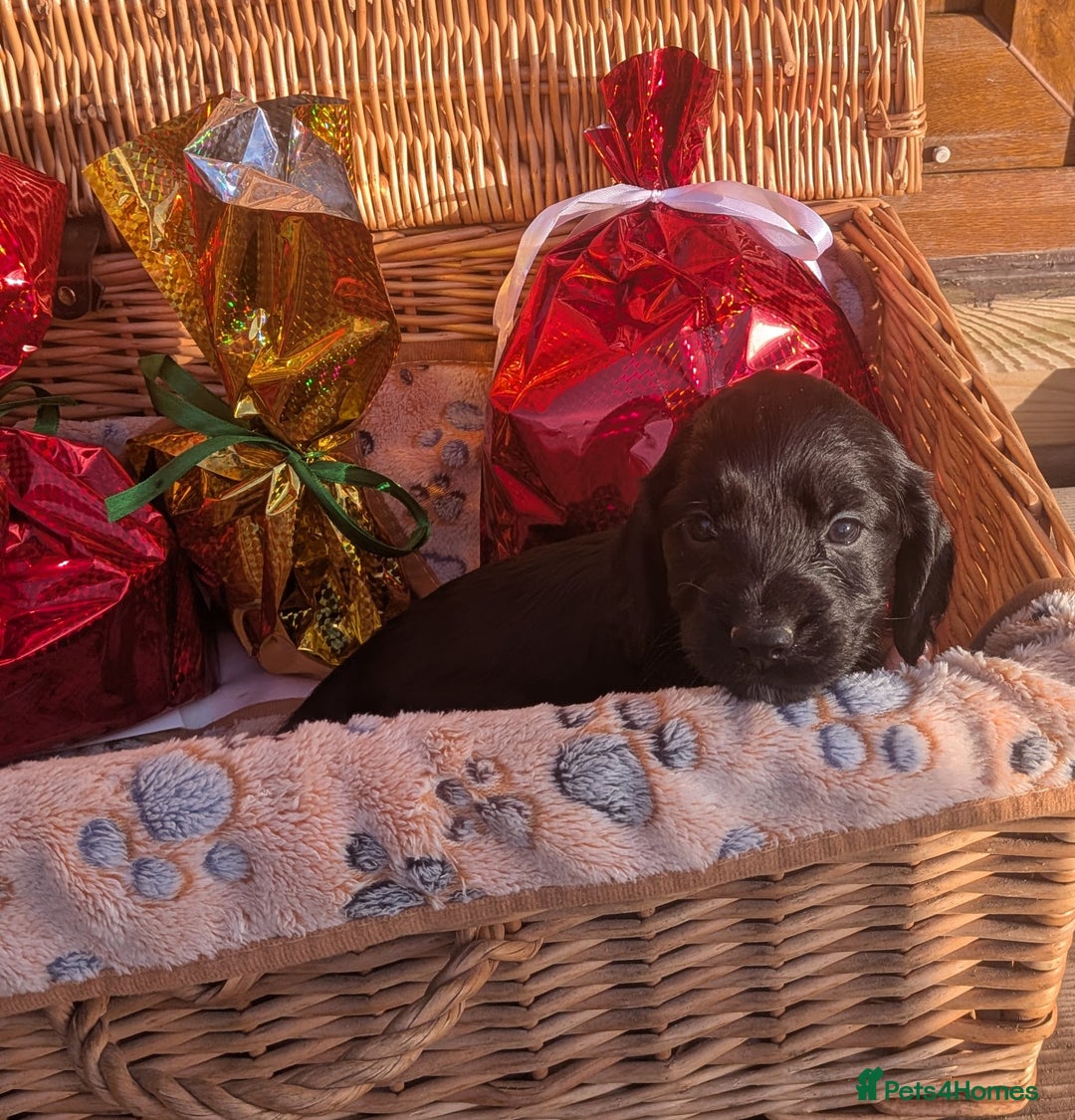 Cocker Spaniel dogs for sale: Working cocker spaniels  - Advert 8