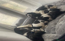 English Springer Spaniel dogs for sale: Beautiful English Springer Spaniels - Image 21