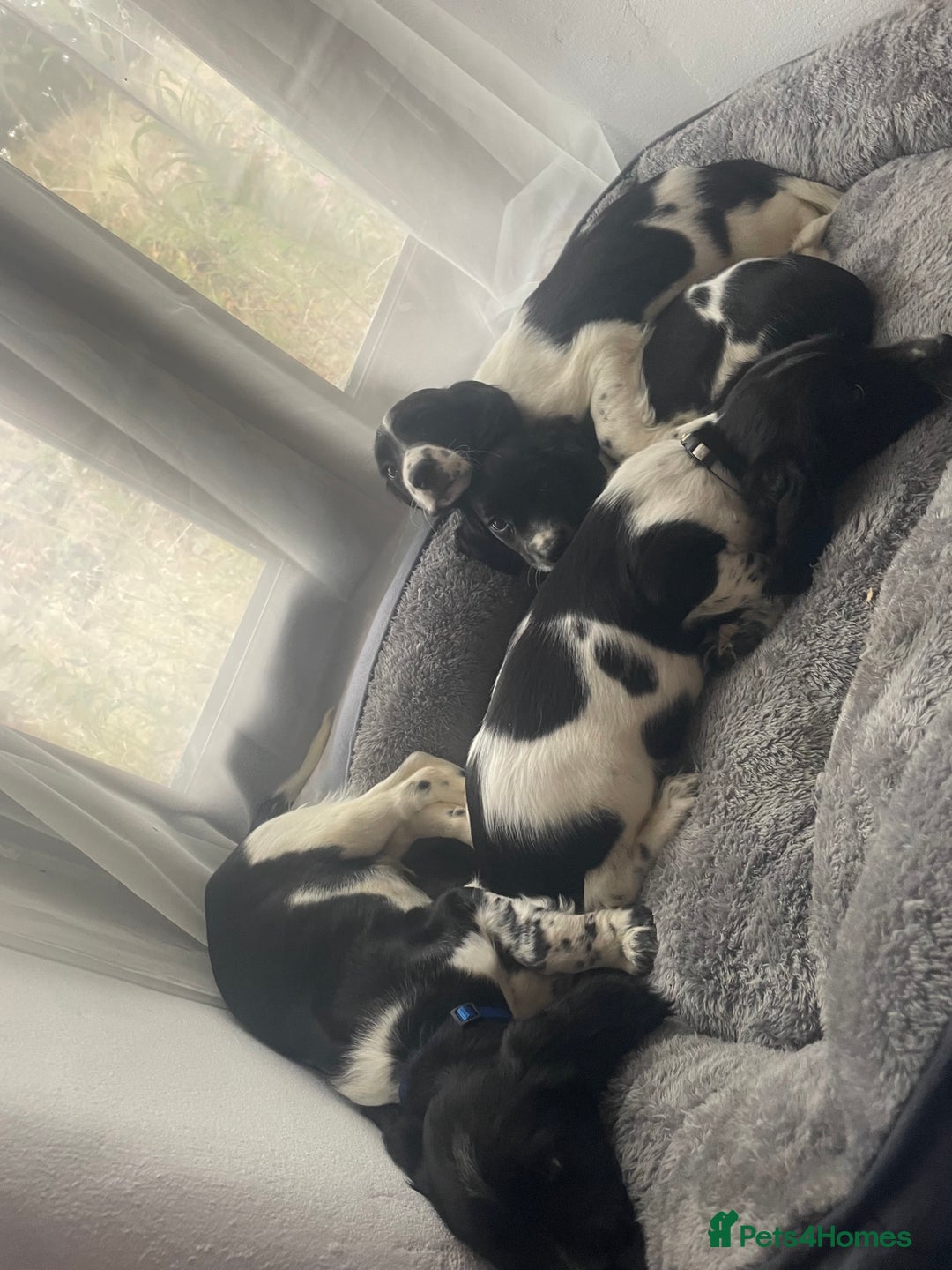 English Springer Spaniel dogs for sale: Beautiful English Springer Spaniels - Image 21