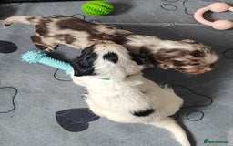 Sprocker dogs for sale: STRIKING SPROCKER SPANIEL PUPPIES  - Image 17