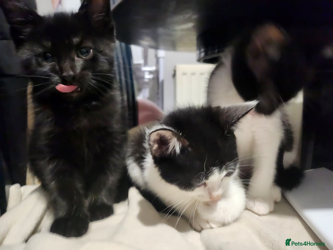 Mixed Breed cats for sale: Kittens  - Advert 18