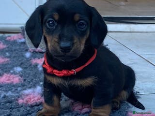 Dachshund dogs Mini Daschund puppies - Advert 11