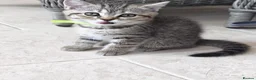 British Shorthair cats for sale: 🐾 Exceptional GCCF British Shorthair Kittens 🐾 - Advert 8