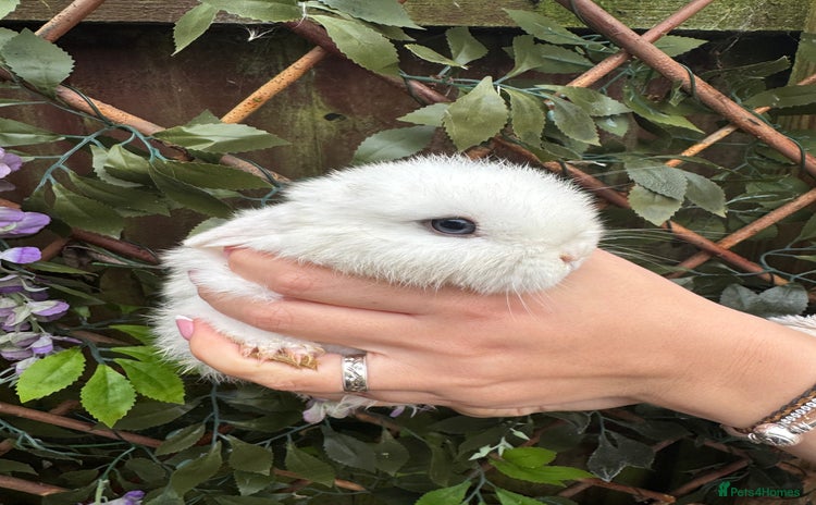 Mini Lop rabbits Mini Lop/Rex Bunnies ❄️  - Advert 1