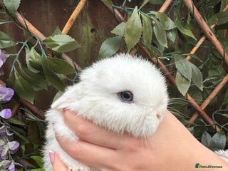 Mini Lop rabbits Mini Lop/Rex Bunnies ❄️ - Advert 1