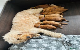 Cavapoo dogs for sale: Gorgeous F1B Cavapoo puppies - Image 1