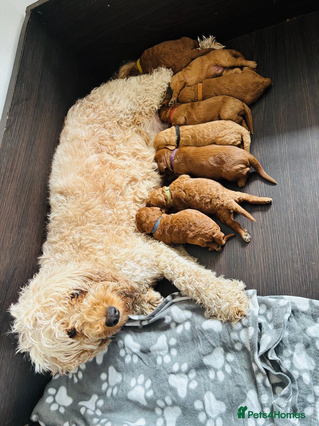 Cavapoo dogs for sale: Gorgeous F1B Cavapoo puppies - Image 1
