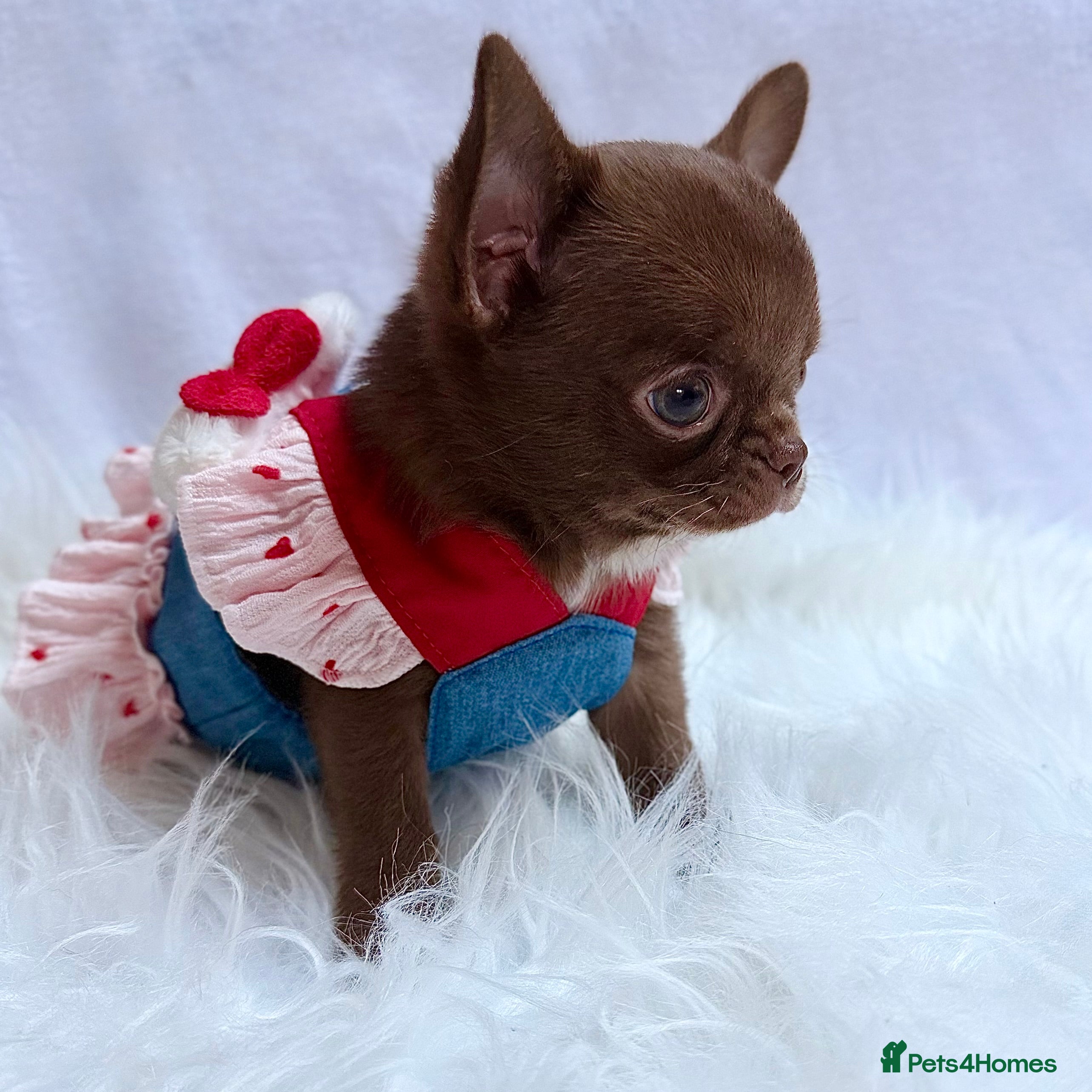 Chihuahua dogs Chihuahua girls  - Advert 17