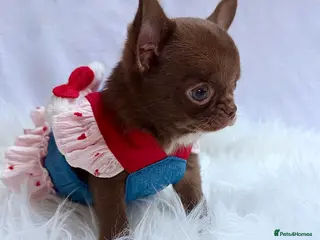 Chihuahua dogs Chihuahua girls - Advert 17