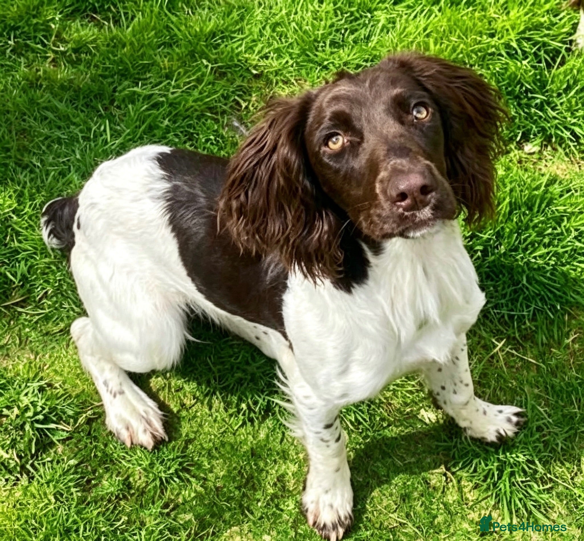 English Springer Spaniel dogs 8 Month English springer spaniel (BOY) - Advert 1