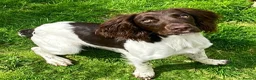English Springer Spaniel dogs for sale: 7 Month English springer spaniel (BOY) - Advert 1
