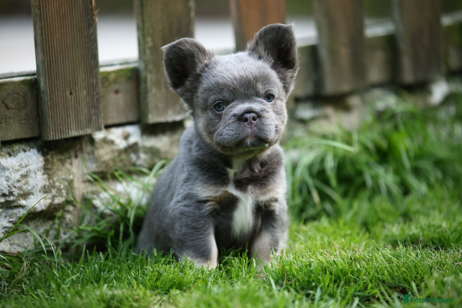 French Bulldog dogs French bulldog puppies  - Advert 15
