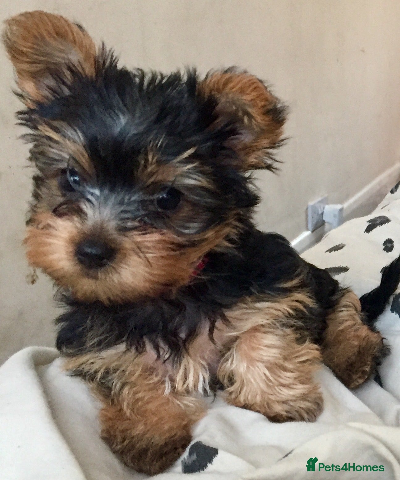 Yorkshire Terrier dogs Beautiful Small BOY Yorkshire terrier puppies.  - Advert 5