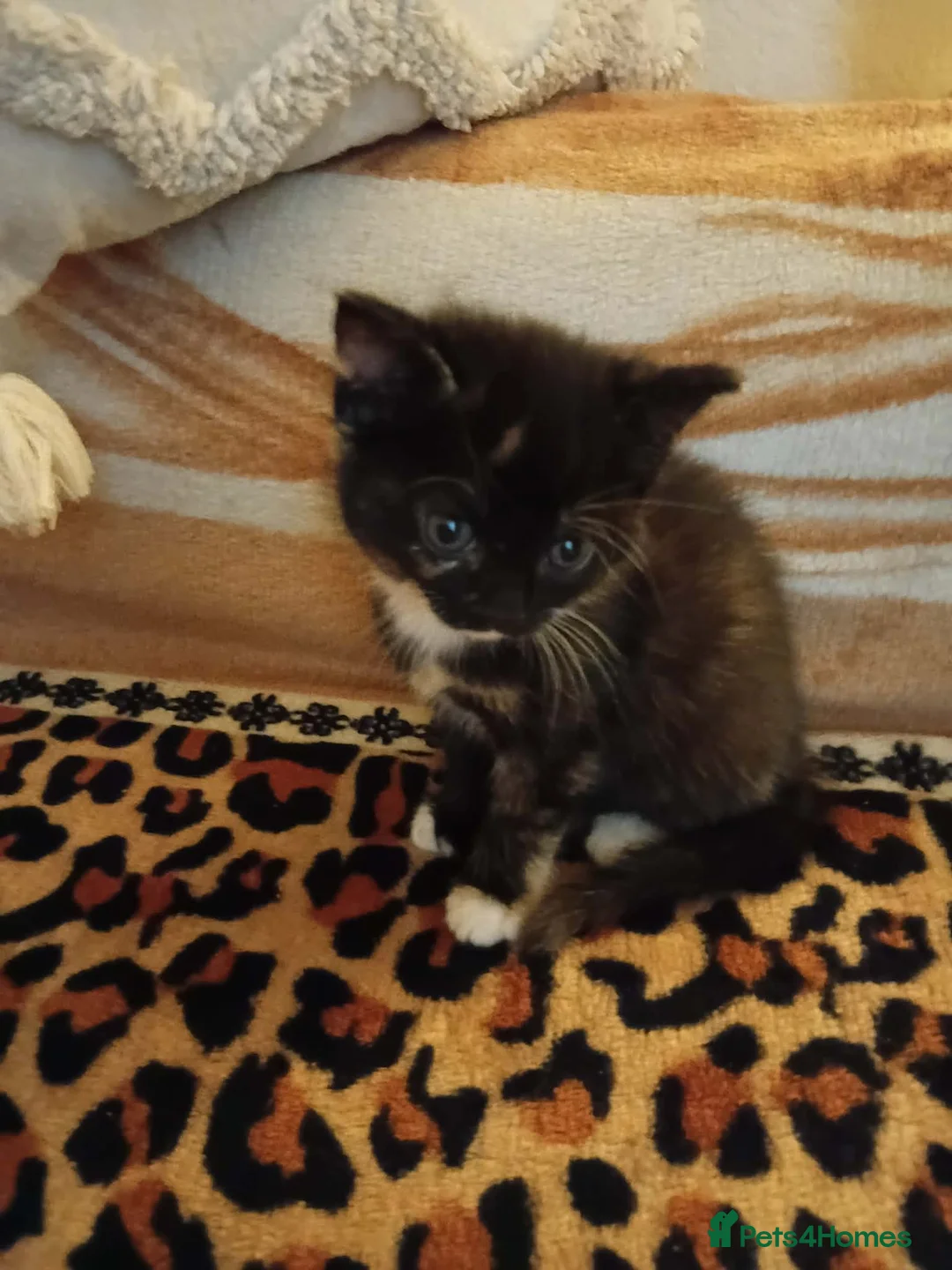 Mixed Breed cats for sale: 4 Beautiful Mixed Colour Kittens for Sale - Advert 6