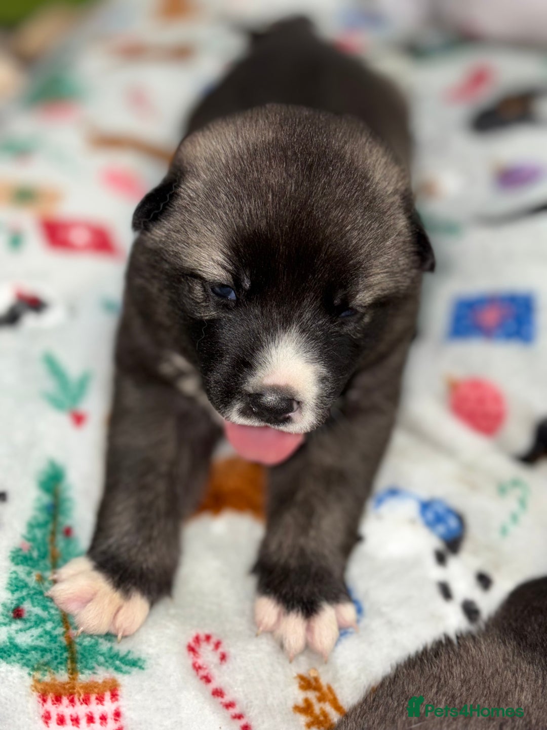 Huskita dogs for sale: american akuta X husky - Advert 14