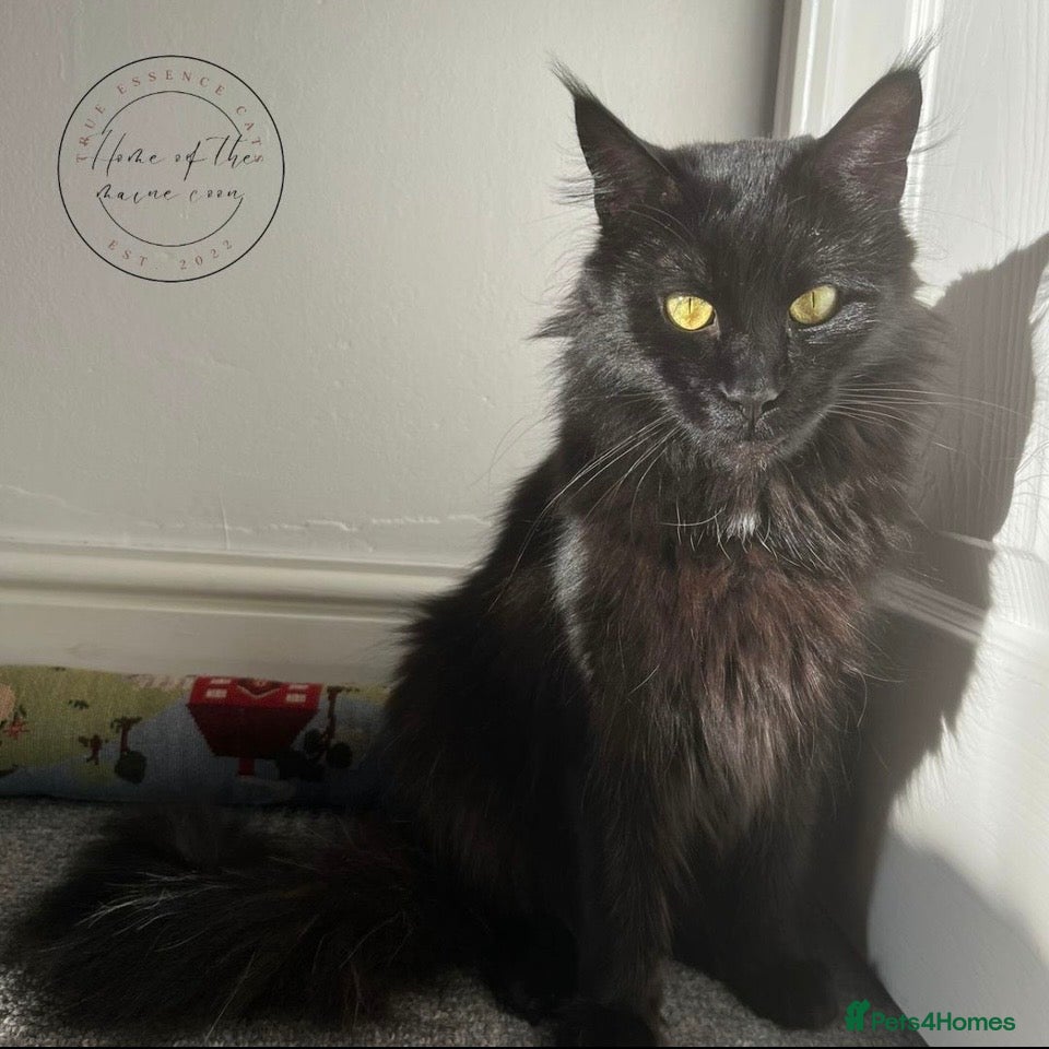 Maine Coon cats 🖤 Stunning Black Smoke Maine Coon Girls - Advert 6