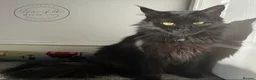 Maine Coon cats for sale: 🖤Stunning Black Smoke Maine Coon Girls - Advert 1