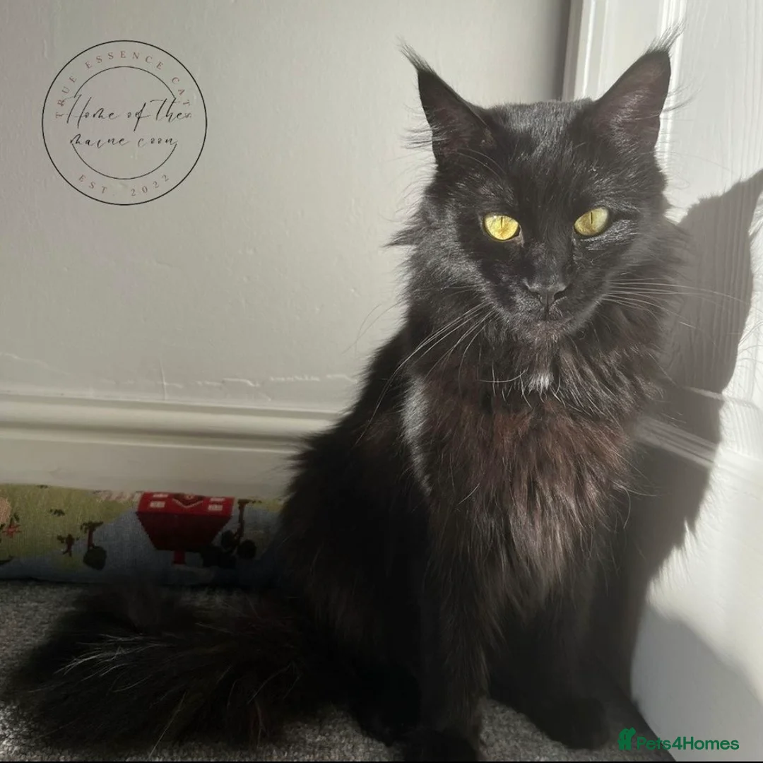 Maine Coon cats for sale: 🖤Stunning Black Smoke Maine Coon Girls - Advert 1