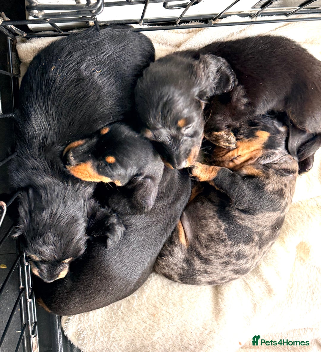 Miniature Dachshund dogs for sale: Sausage Puppies! - Advert 8