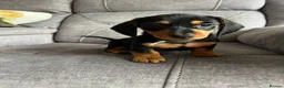 Miniature Dachshund dogs for sale: Adorable Miniature Dachshund Puppies - Advert 7