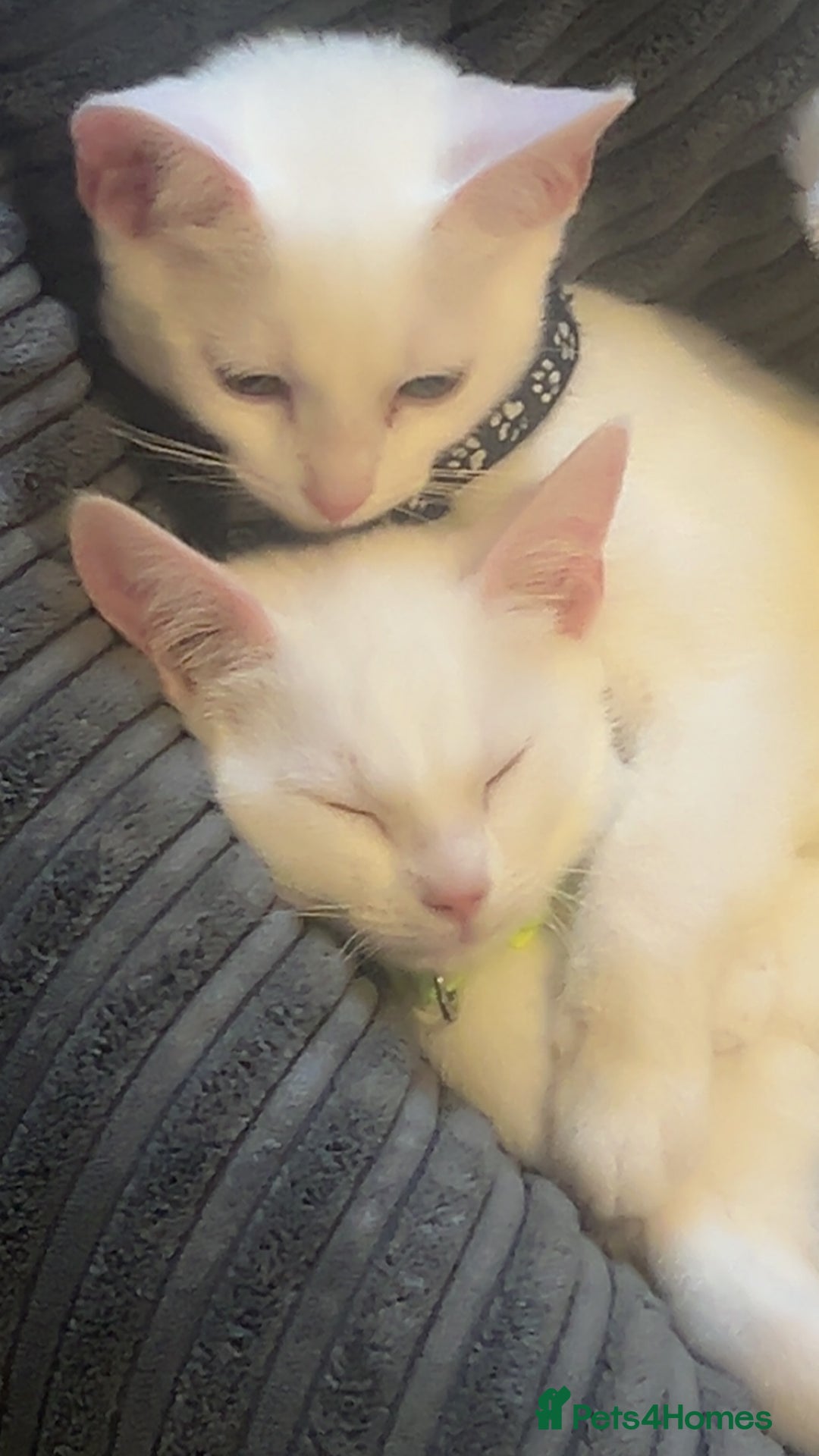 Mixed Breed cats for sale: Kittens  - Advert 1