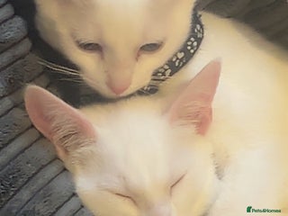 Mixed Breed cats Kittens - Advert 1