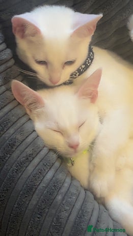 Mixed Breed cats Kittens - Advert 1